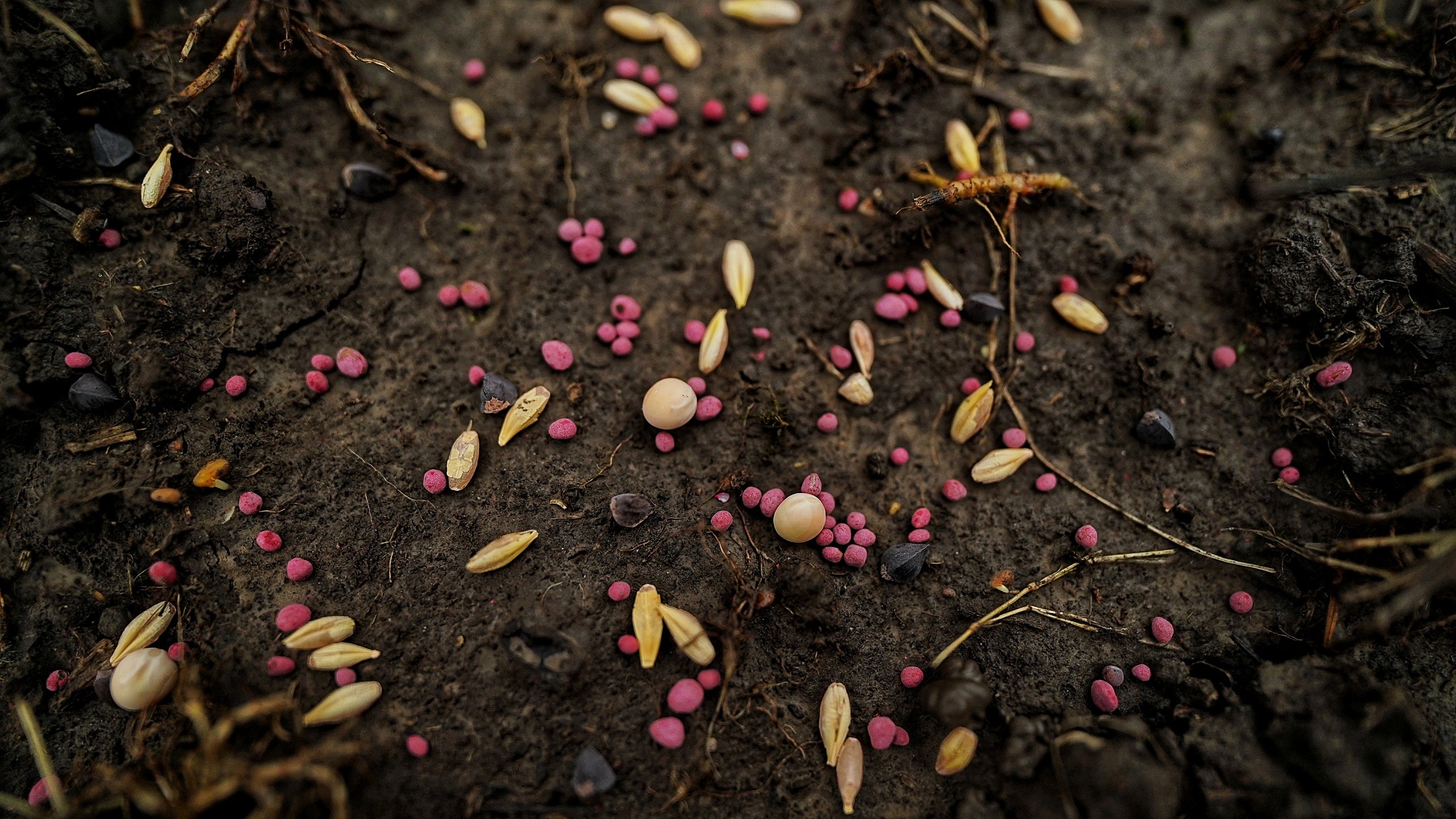 BIG TINE Oktoberfest