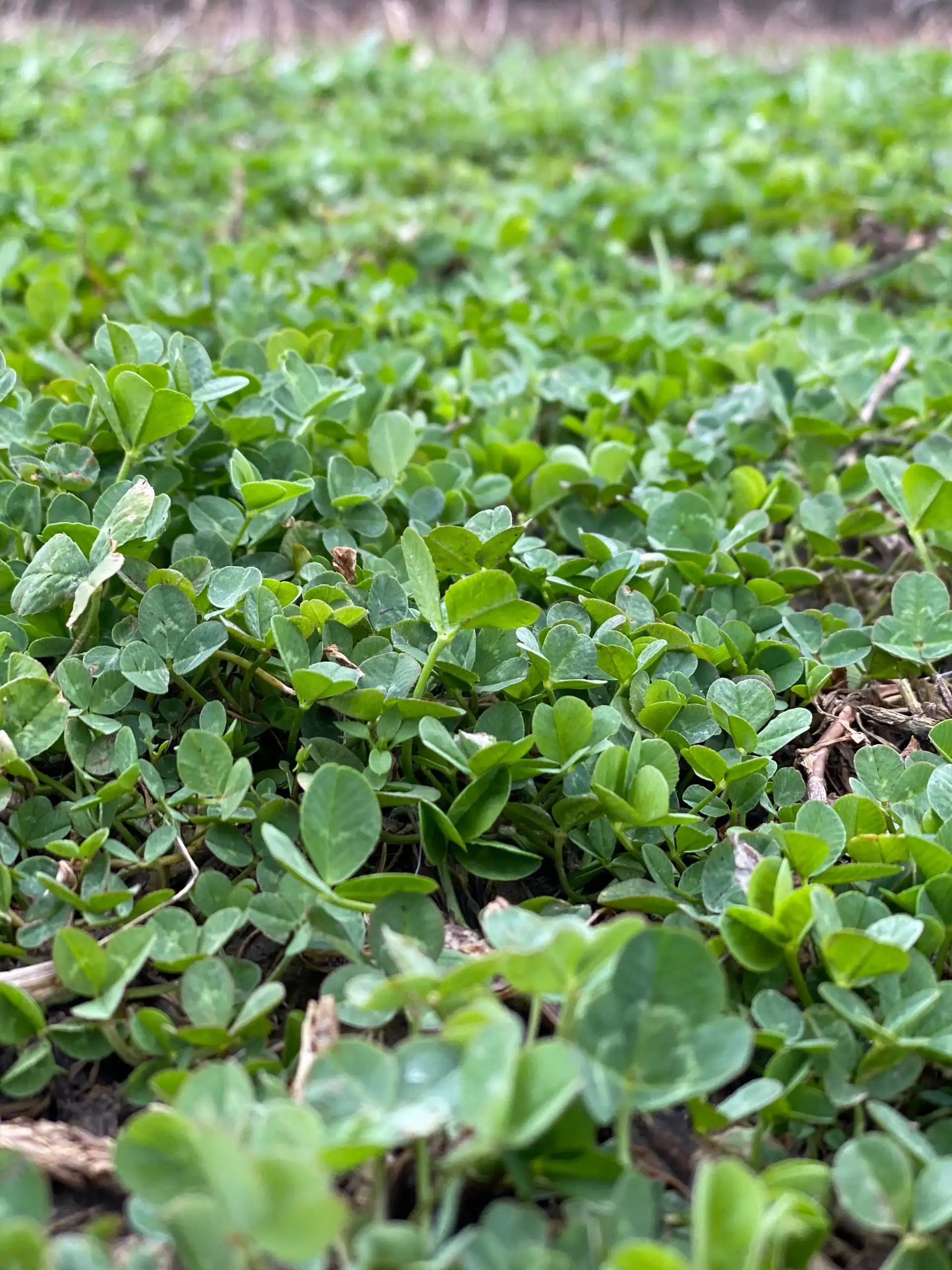BIG TINE FOUNDATION CLOVER
