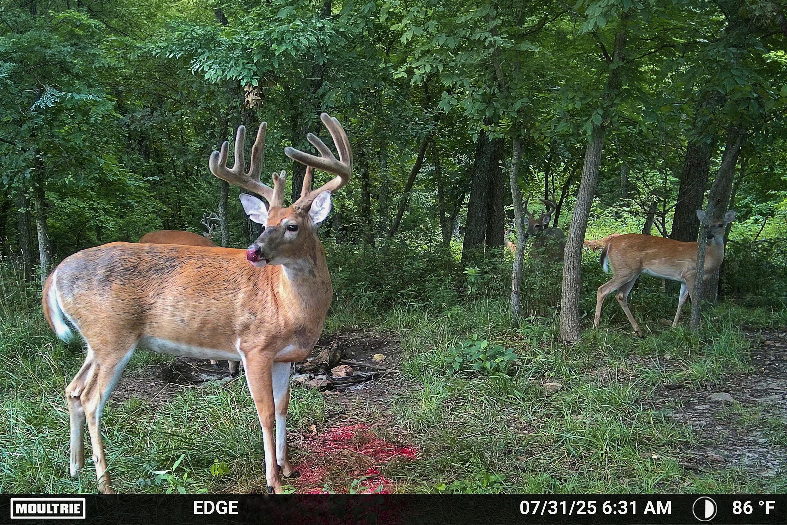 BIG TINE CHERRY RUSH PROTEIN