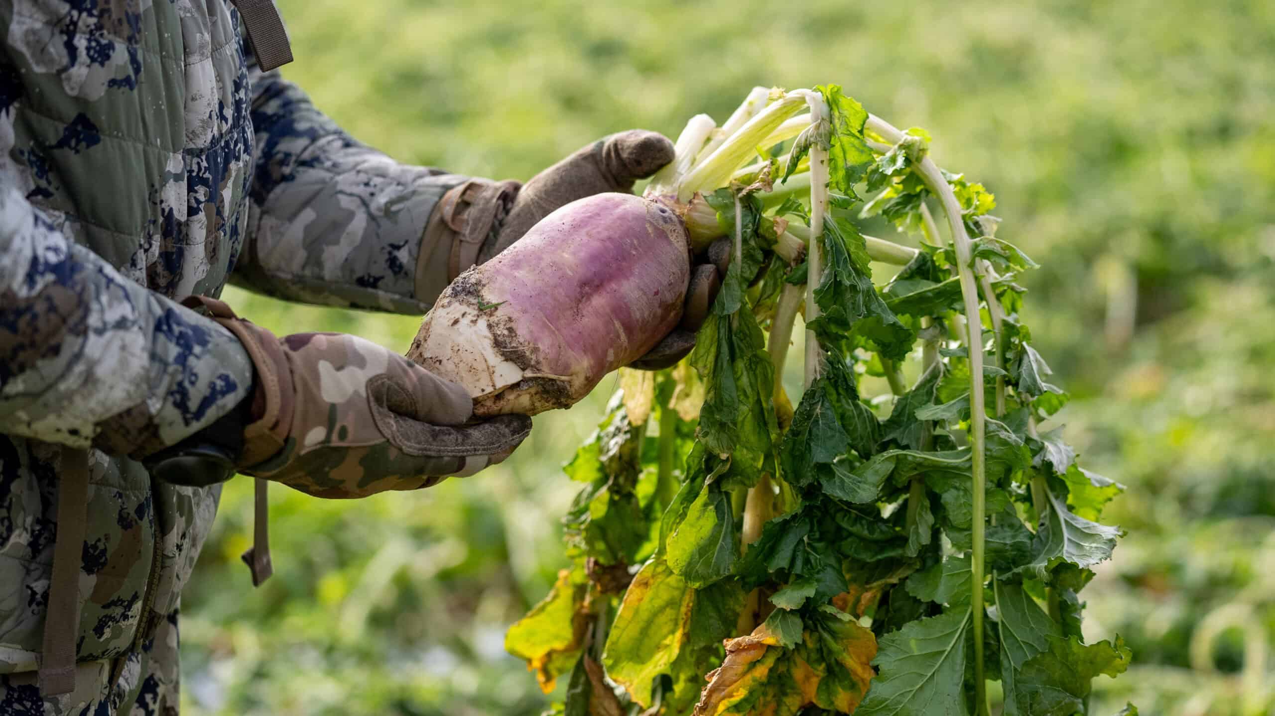 BIG TINE ADVANTAGE TURNIPS