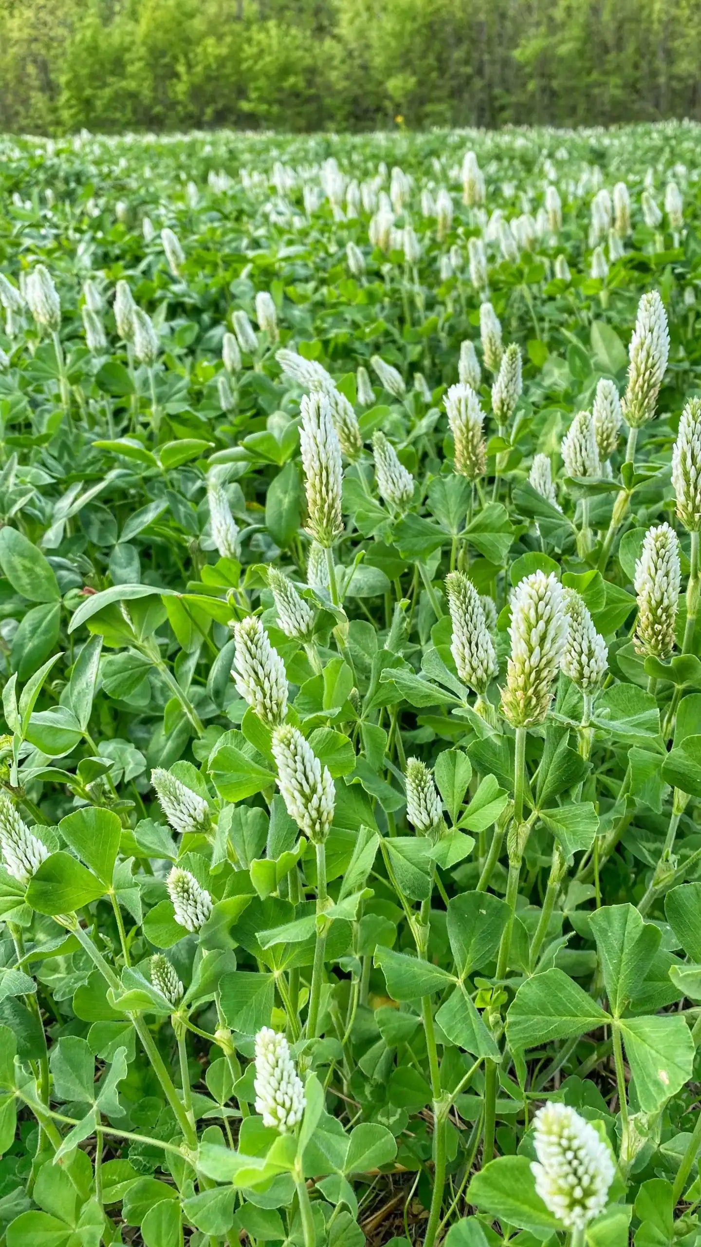 BIG TINE FOUNDATION CLOVER