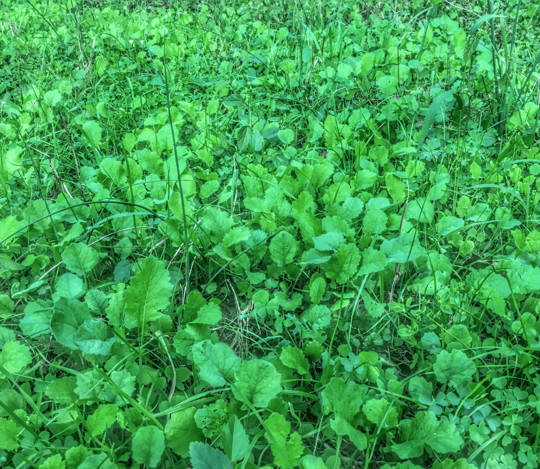 BIG TINE BUCK BRUNCH