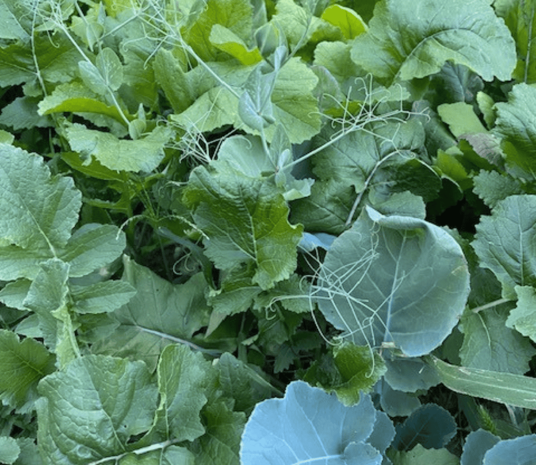 BIG TINE PEAS & TUBERS