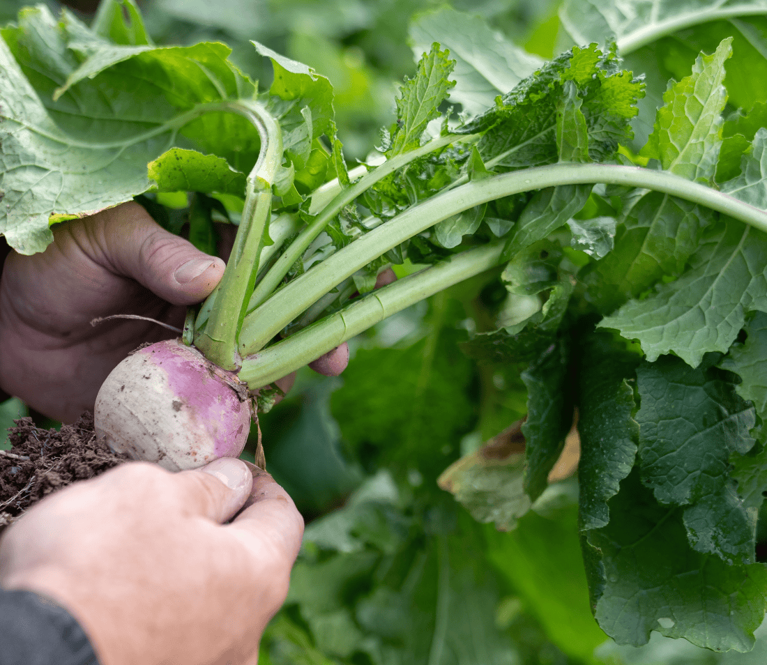 BIG TINE ADVANTAGE TURNIPS