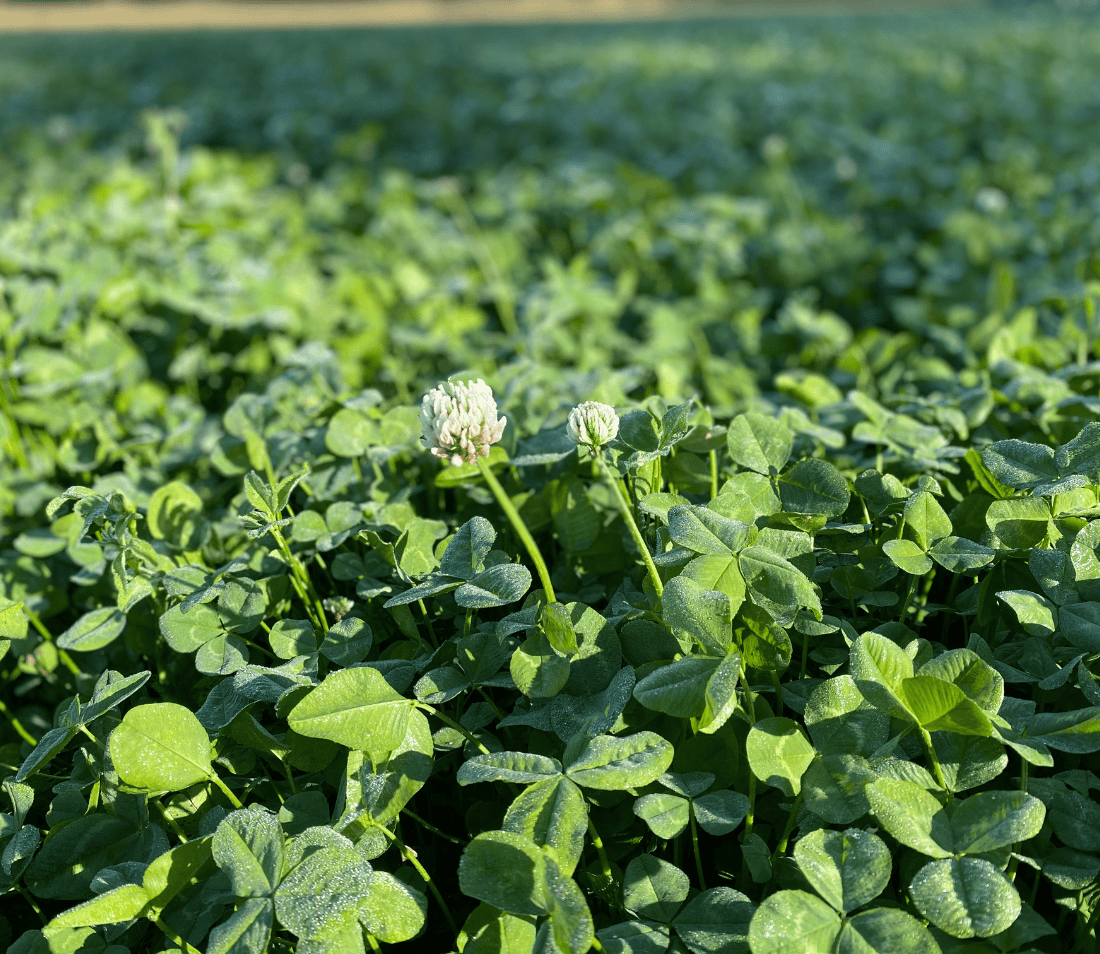 BIG TINE FOUNDATION CLOVER