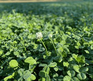 BIG TINE FOUNDATION CLOVER