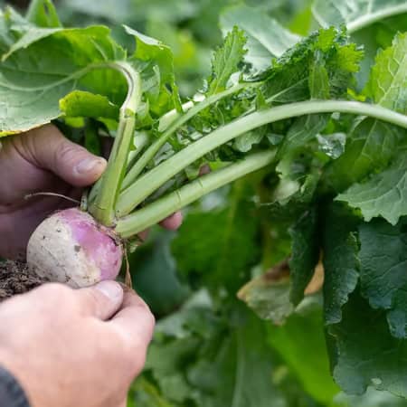 BIG TINE ADVANTAGE TURNIPS